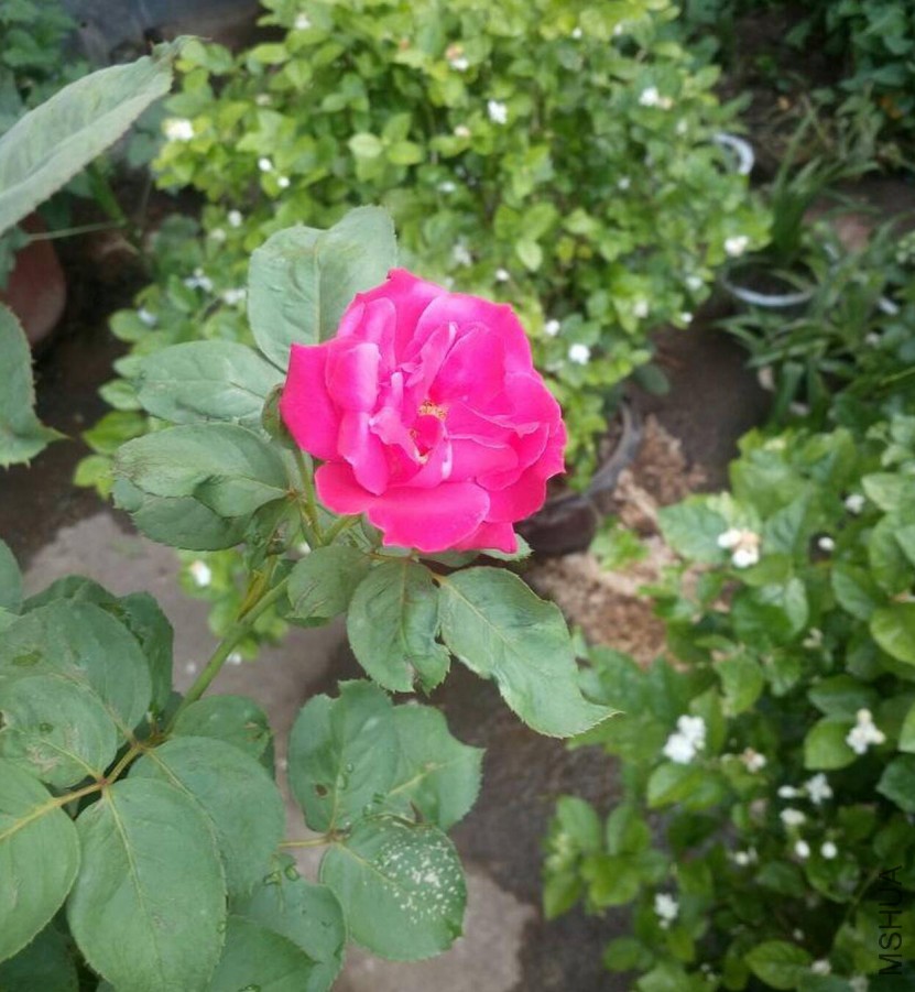 QQ��ͼ20170601194531.jpg