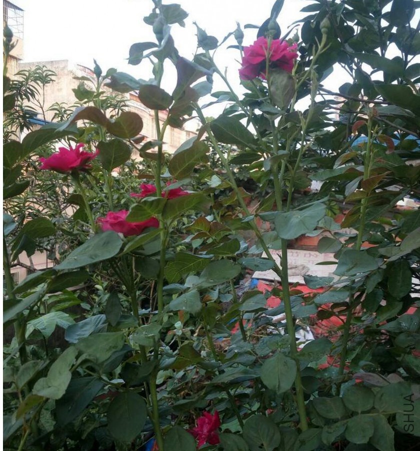 QQ��ͼ20170601194544.jpg