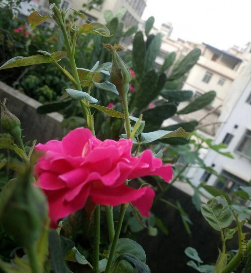 QQ��ͼ20170601194556.jpg