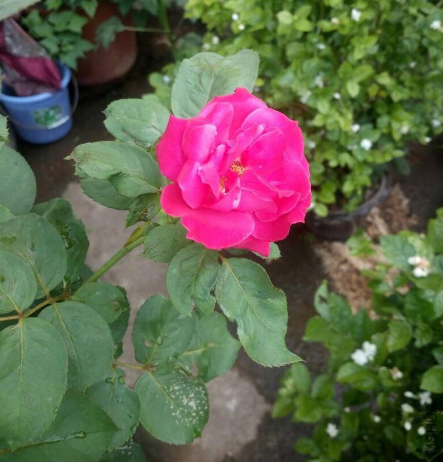QQ��ͼ20170601194609.jpg