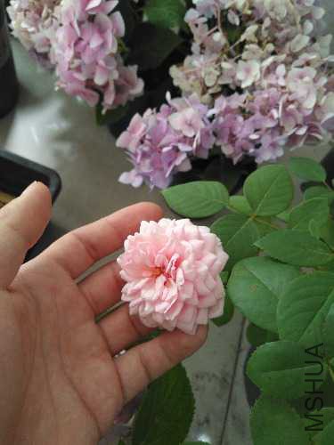 2017-06-02_15.15.10.jpg
