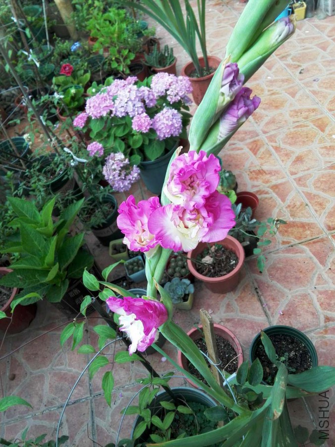 ΢��ͼƬ_20170603135707.jpg