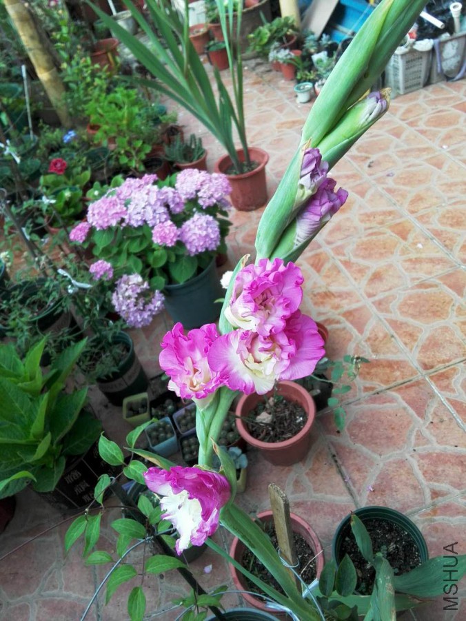 ΢��ͼƬ_20170603135705.jpg