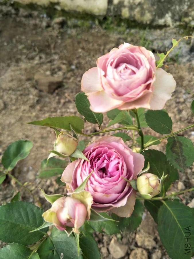 ޹�²���˿