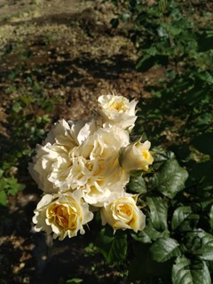IMG_20170513_162229.jpg