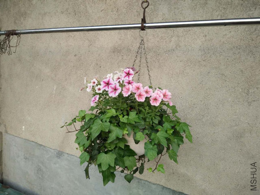 ��������߰�ţ