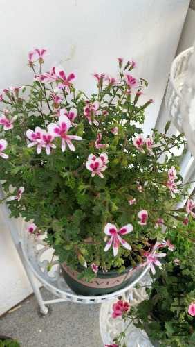 20170520_163957.jpg