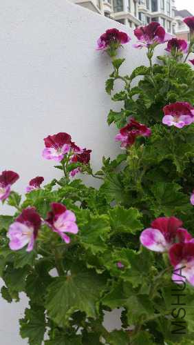 20170508_075051.jpg