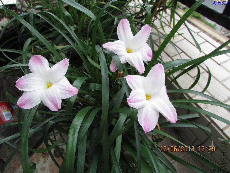 IMG_7381_nEO_IMG.jpg