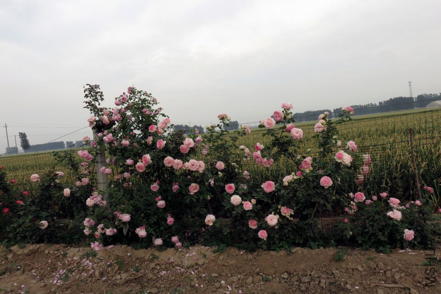 IMG_9188.JPG