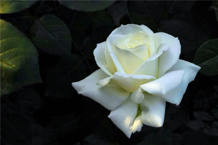 psb (7)_����.jpg