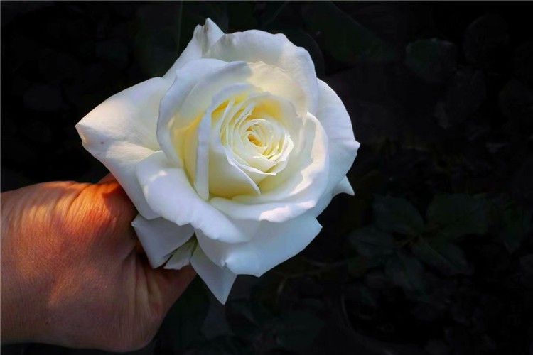 psb (6)_����.jpg