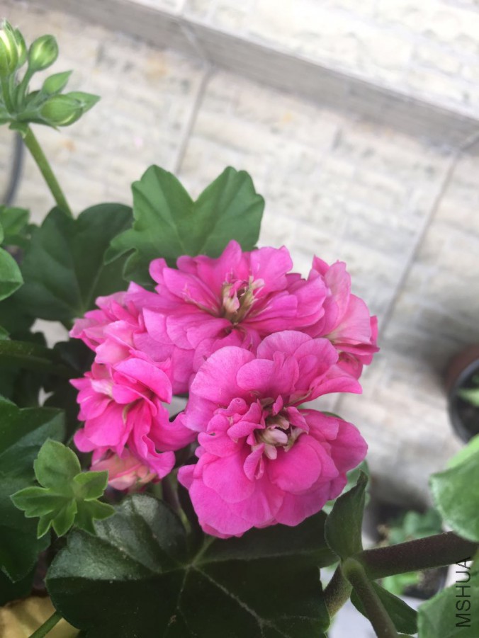 ��Ů��-20170425.jpg