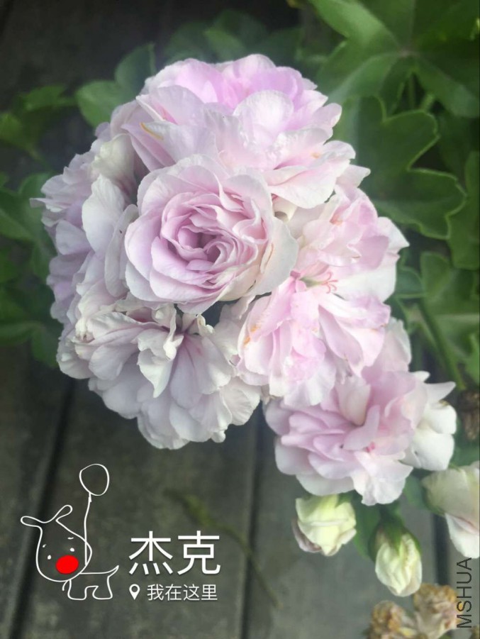 QQͼƬ20170607154810.jpg