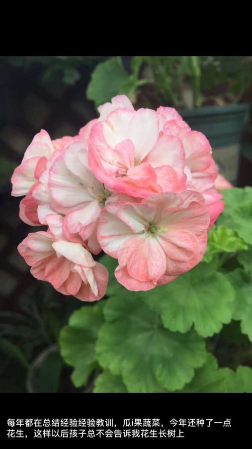 QQͼƬ20170607155358.jpg