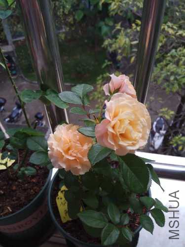 IMG_20170608_063222.jpg