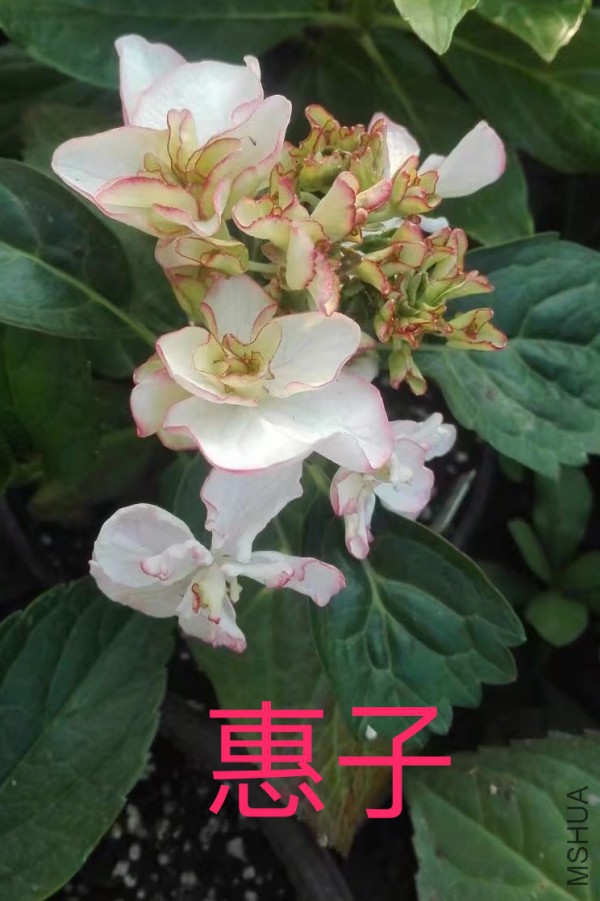 IMG_0708.PNG