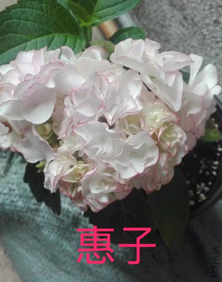 IMG_0740.PNG