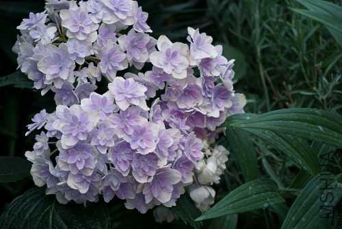 DSC09807_mix01.jpg