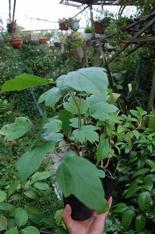 DSC_17100063.JPG