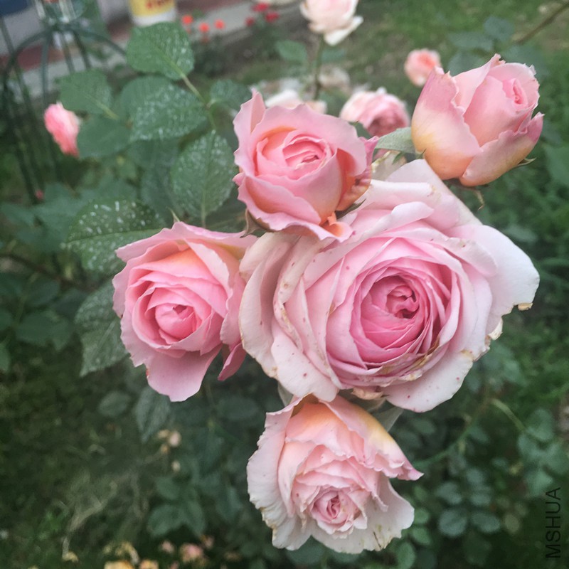 IMG_8630_����.jpg