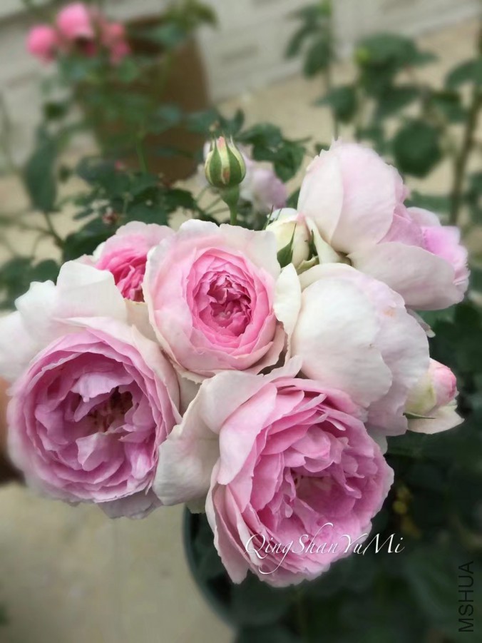 psb (21).jpg