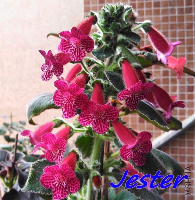 jester.jpg