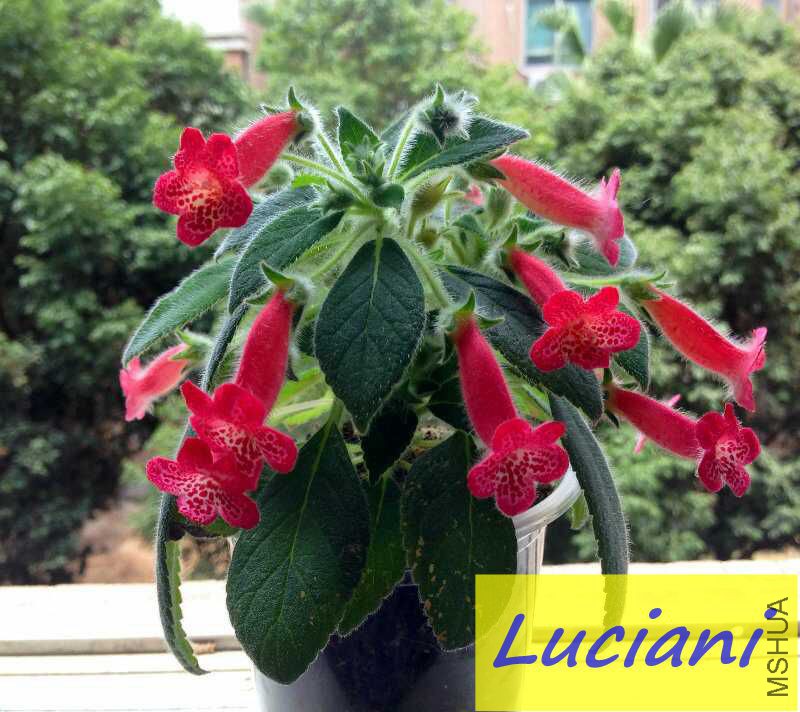 LUCIANI.jpg
