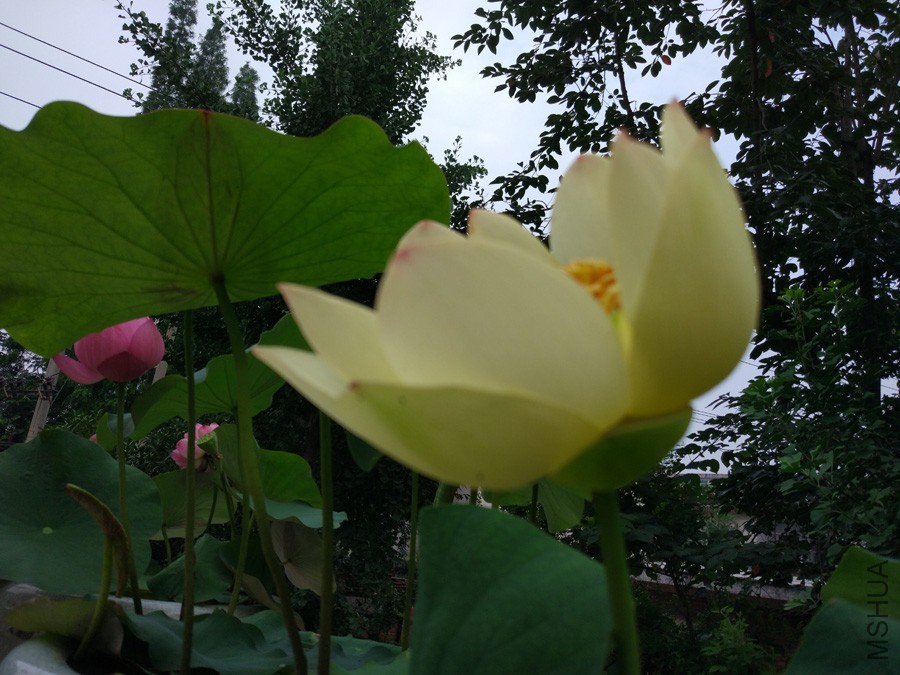 IMG_20170613_062130.jpg