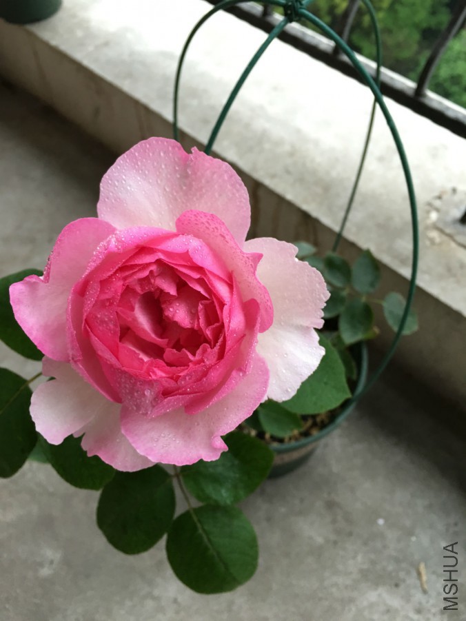 IMG_7472_meitu_1.jpg