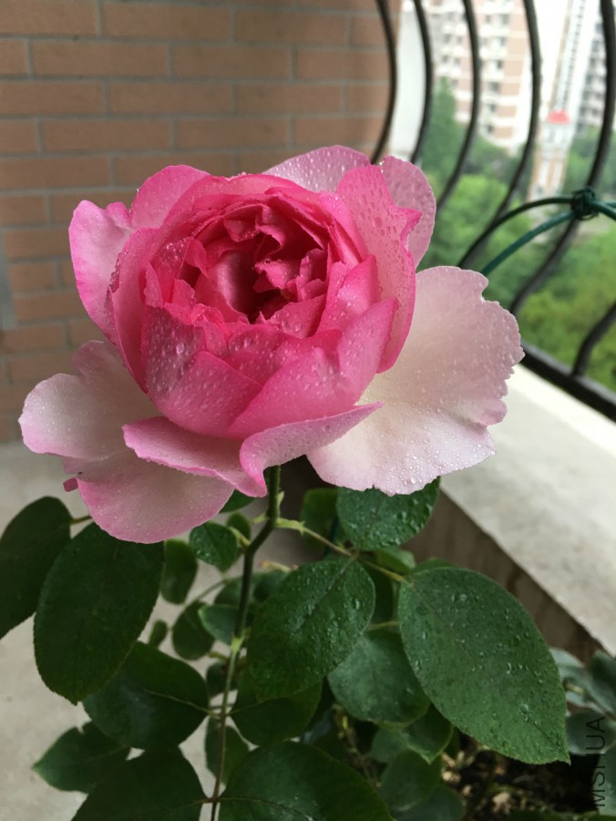 IMG_7473_meitu_2.jpg