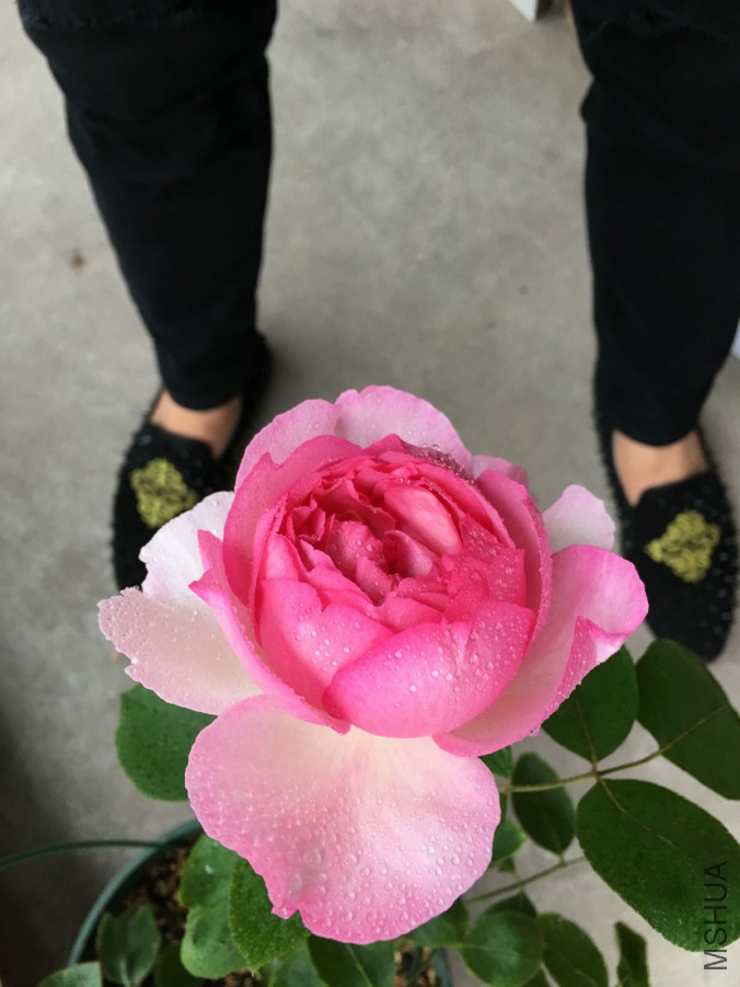 IMG_7477_meitu_6.jpg