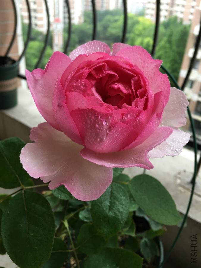 IMG_7476_meitu_5.jpg
