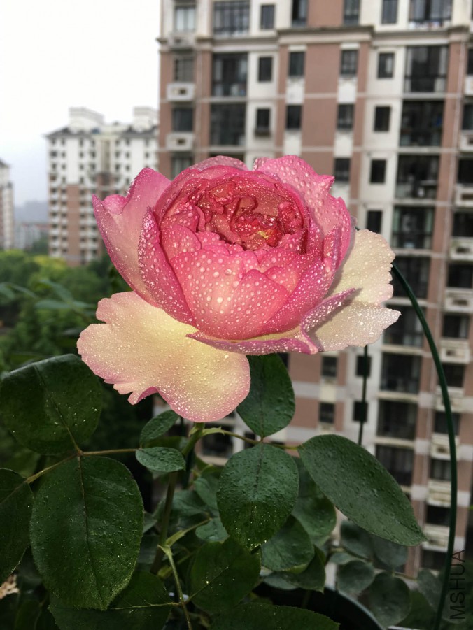 IMG_7479_meitu_8.jpg