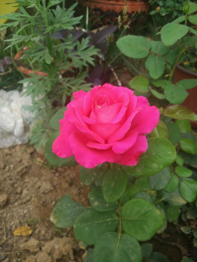 ΢��ͼƬ_20170613103928.jpg