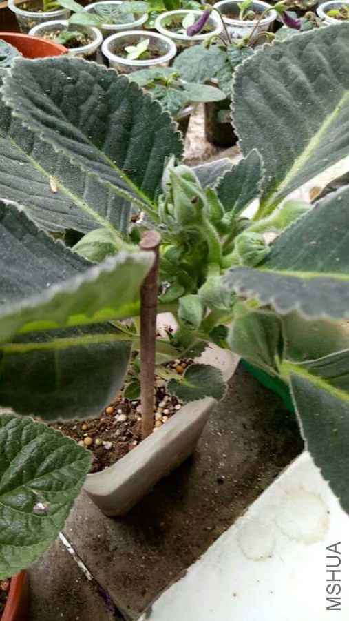 ΢��ͼƬ_20170613135123.jpg
