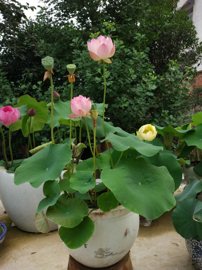 IMG_20170614_064813.jpg