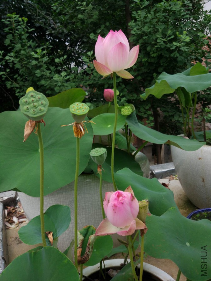 IMG_20170613_190053.jpg