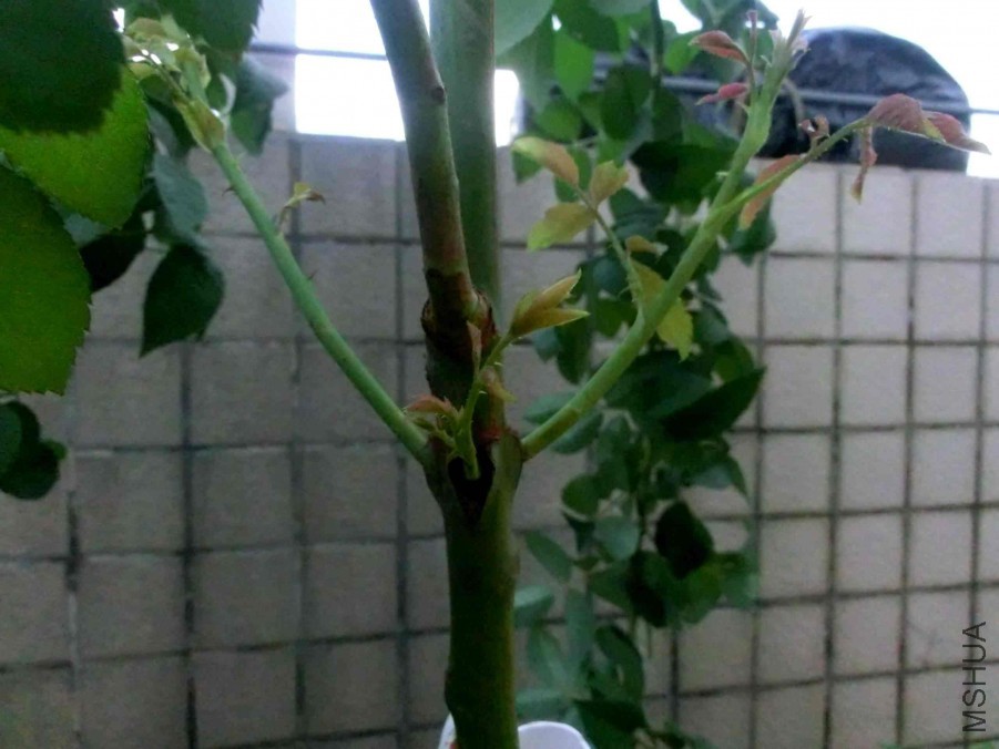 20170611_1.jpg