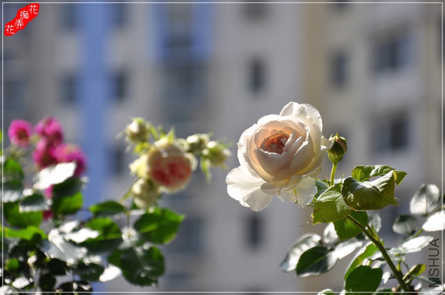 DSC_7583.jpg
