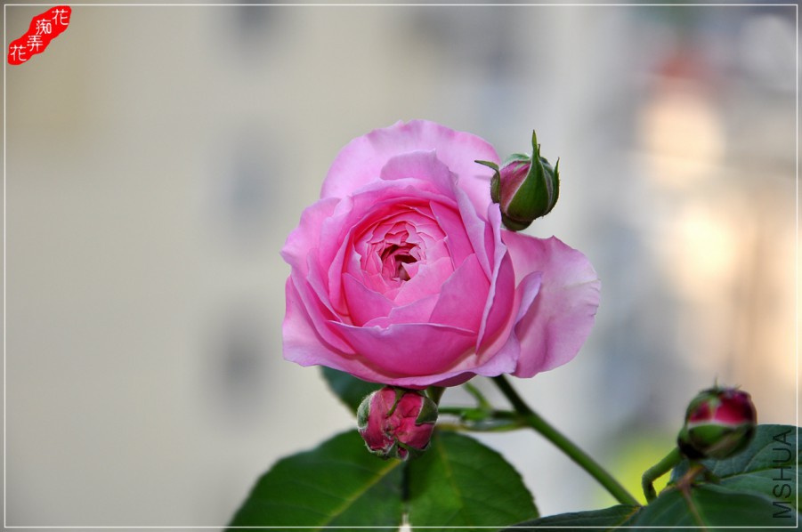 DSC_7867.jpg