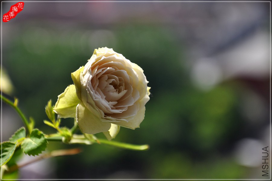 DSC_8210.jpg