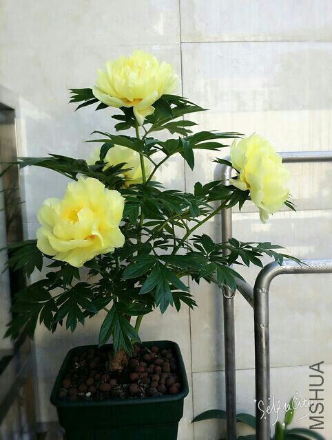 һ��ʹ�����Ʒ