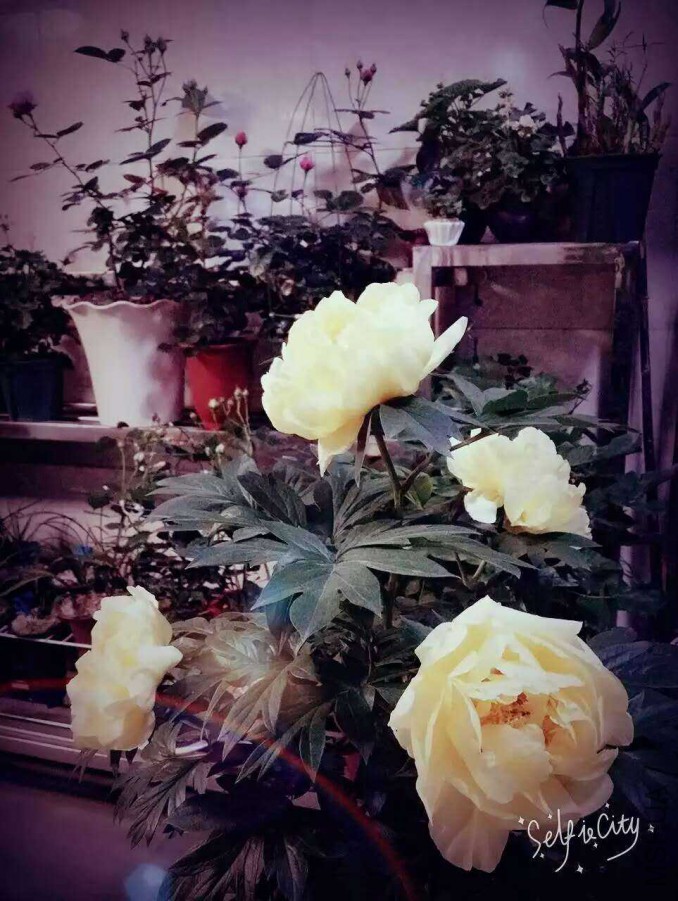 �����ĵ���ɫ�е�ƫɫ