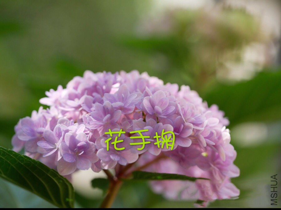 3B6DA35079CD2D9EAE9AE7FBD8D0890C.png