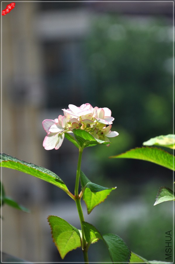 DSC_8353.jpg