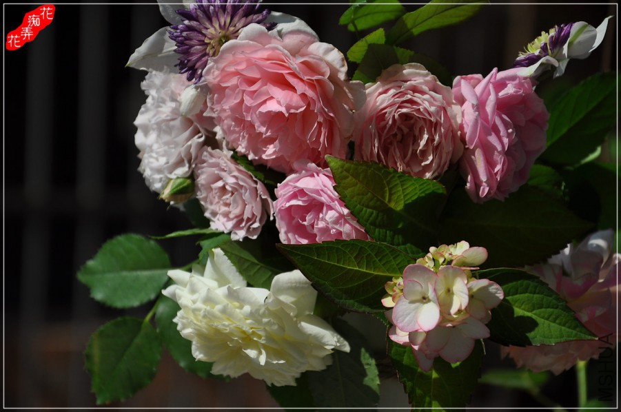 DSC_8373.jpg