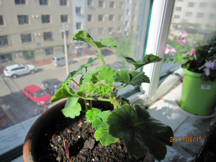 IMG_0001_1024x768.JPG