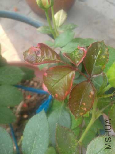 IMG_20170615_184256.jpg