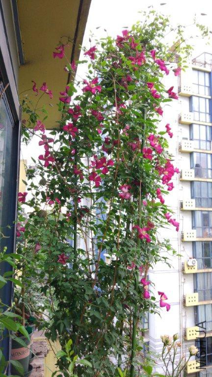 IMG_20170503_065744.jpg